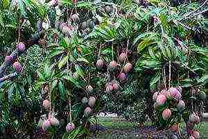 is it possible to grow mango at home