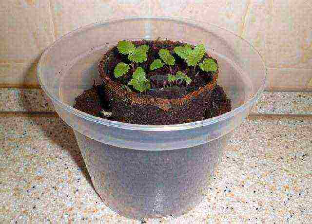 is it possible to grow lemon balm at home