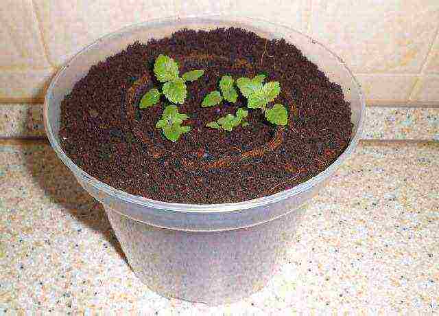 is it possible to grow lemon balm at home