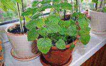 is it possible to grow lemon balm at home