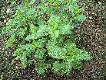 is it possible to grow lemon balm at home