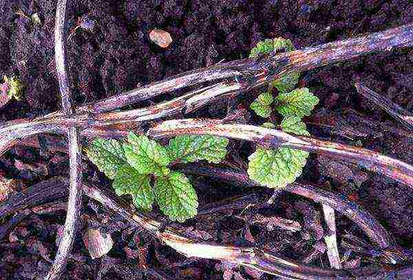 posible bang palaguin ang lemon balm sa bahay