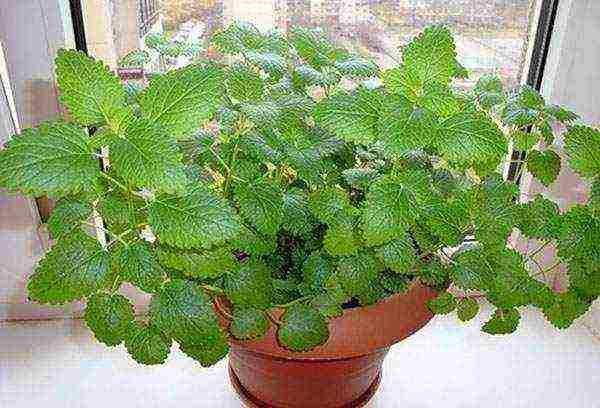 is it possible to grow lemon balm at home