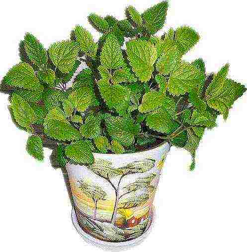 is it possible to grow lemon balm at home