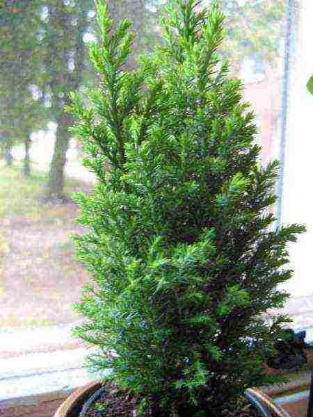 is it possible to grow juniper indoors