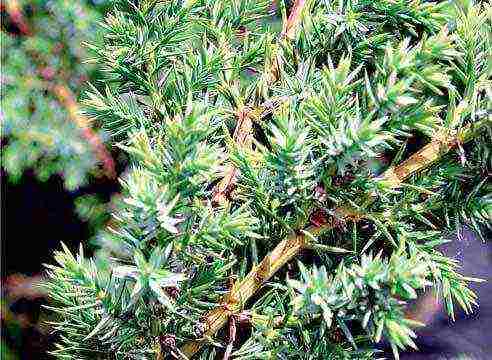is it possible to grow juniper indoors