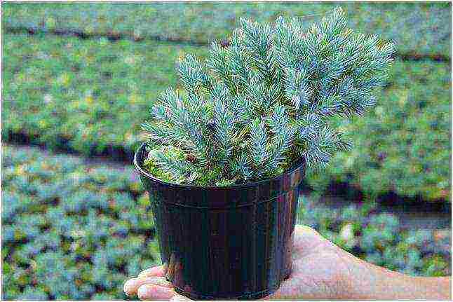 is it possible to grow juniper indoors