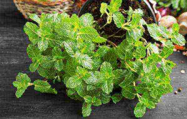 is it possible to grow mint at home