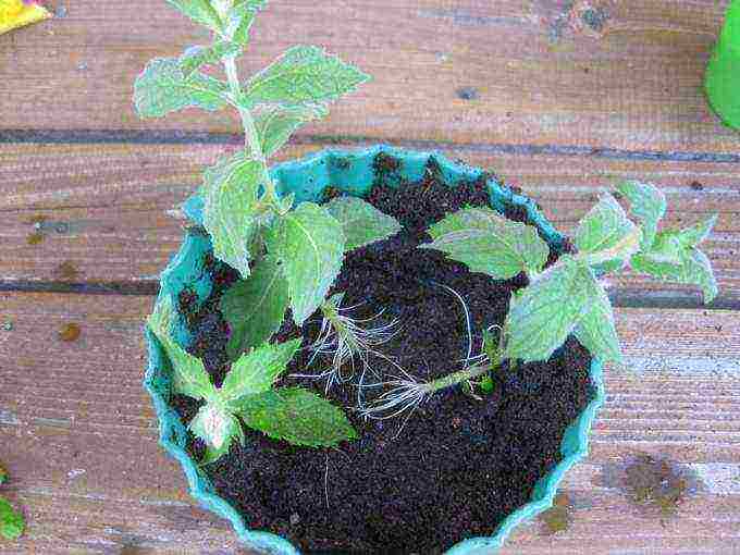 is it possible to grow mint at home