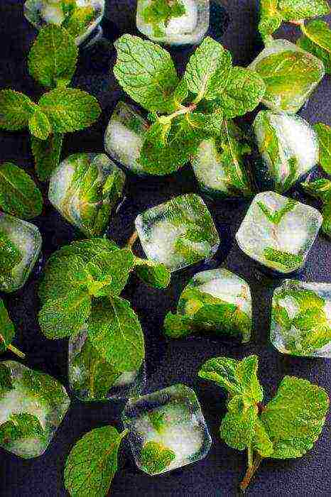 is it possible to grow mint at home