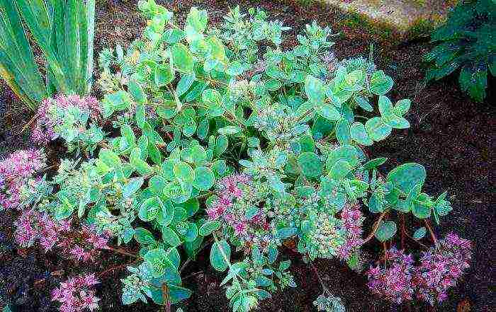 posible bang palaguin ang sedum sa bahay