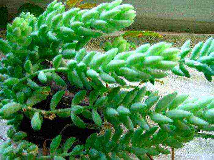 is it possible to grow sedum at home