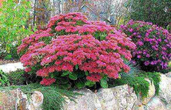 posible bang palaguin ang sedum sa bahay