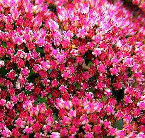 is it possible to grow sedum at home