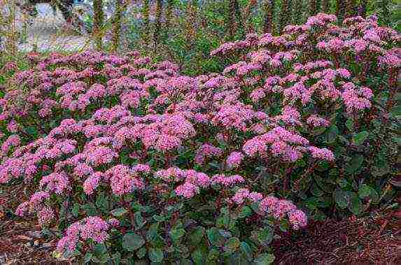 posible bang palaguin ang sedum sa bahay