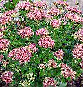 is it possible to grow sedum at home