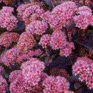 is it possible to grow sedum at home