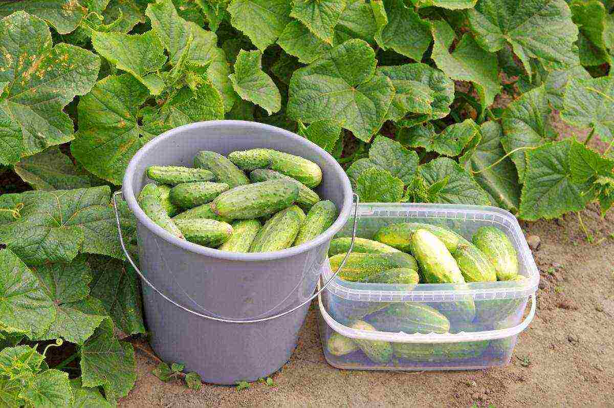 is it possible to grow cucumbers in a polycarbonate greenhouse