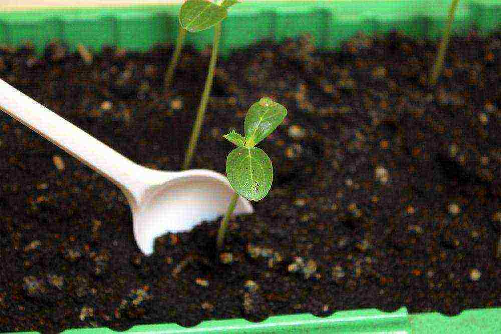 is it possible to grow cucumbers in a polycarbonate greenhouse