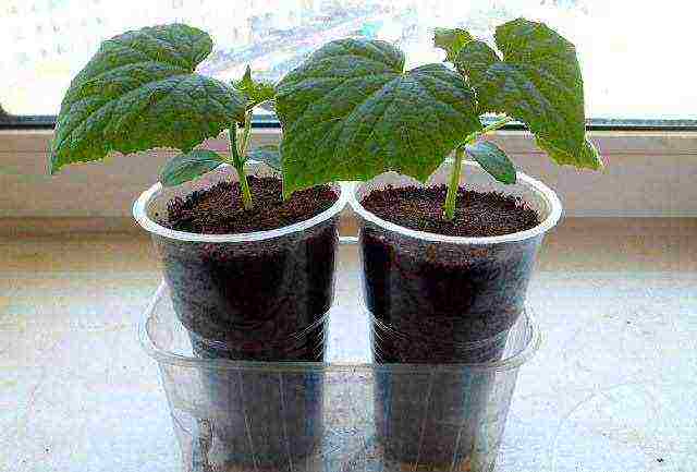 is it possible to grow cucumbers in a polycarbonate greenhouse