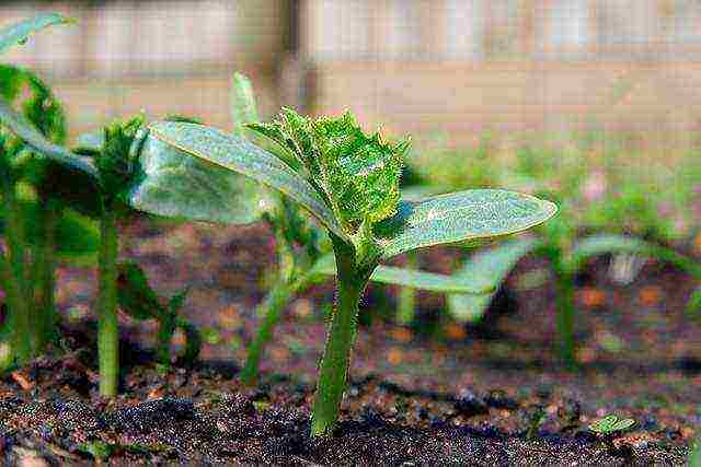 posible bang palaguin ang mga pipino sa isang polycarbonate greenhouse