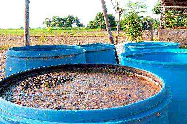 posible bang palaguin ang mga pipino sa isang polycarbonate greenhouse