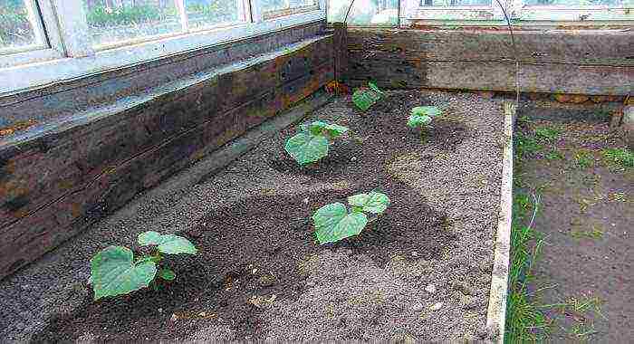 is it possible to grow cucumbers in a polycarbonate greenhouse