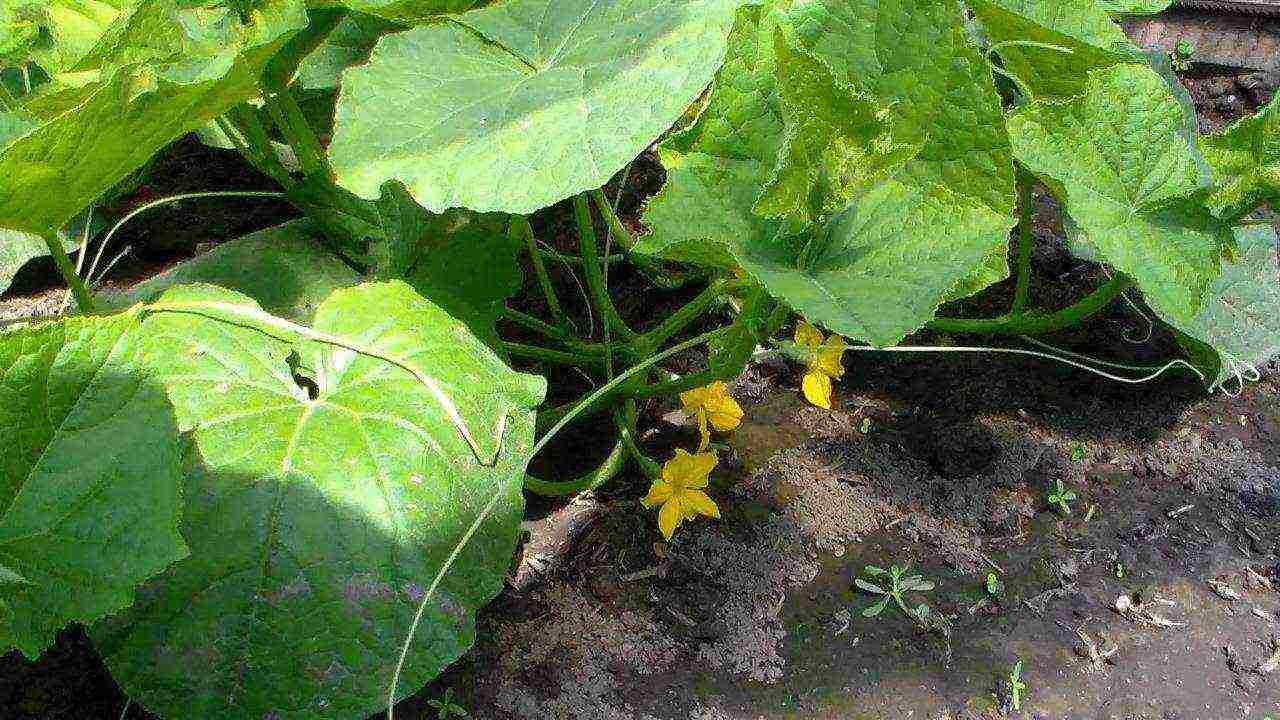 is it possible to grow cucumbers in a polycarbonate greenhouse