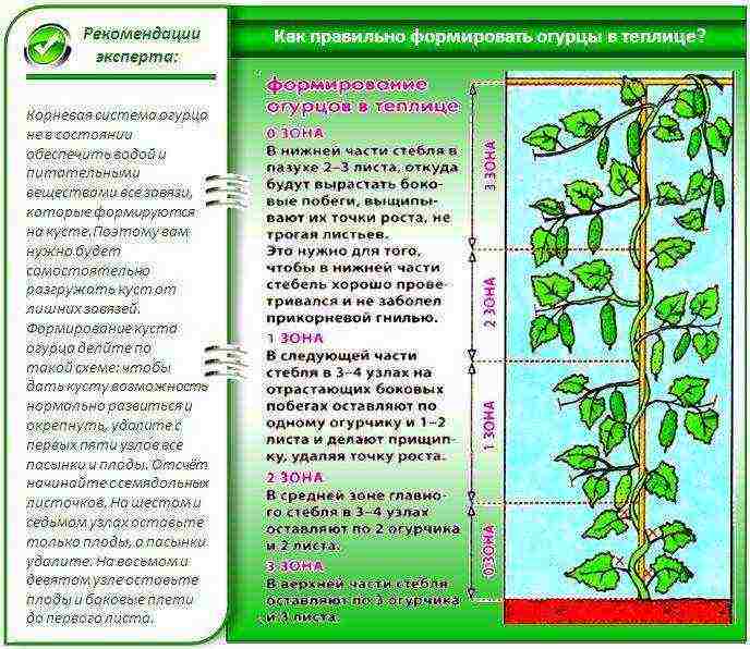 is it possible to grow cucumbers in a polycarbonate greenhouse