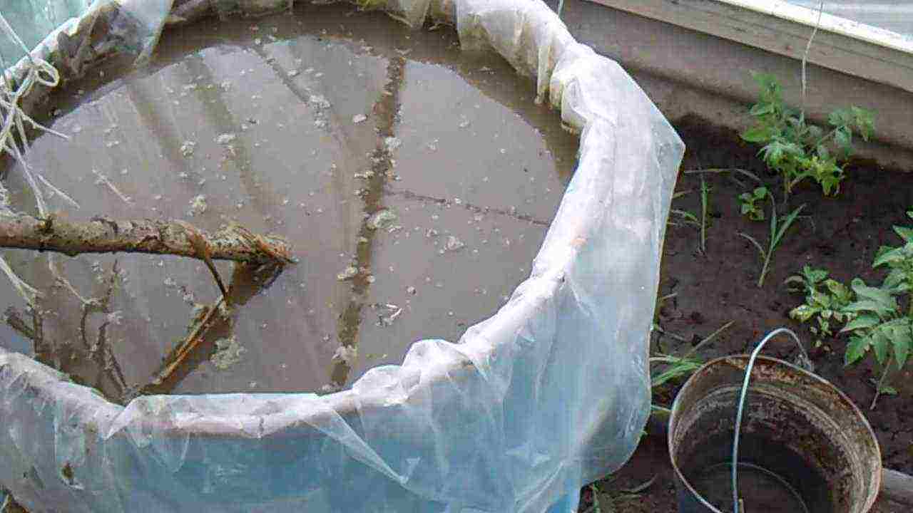 posible bang palaguin ang mga pipino sa isang polycarbonate greenhouse