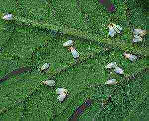 is it possible to grow cucumbers in a polycarbonate greenhouse