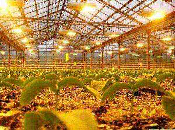 is it possible to grow cucumbers in a polycarbonate greenhouse