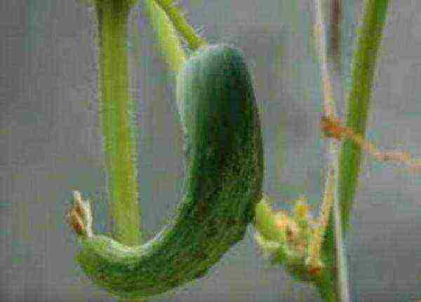 is it possible to grow cucumbers in a polycarbonate greenhouse