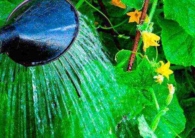 is it possible to grow cucumbers in a polycarbonate greenhouse