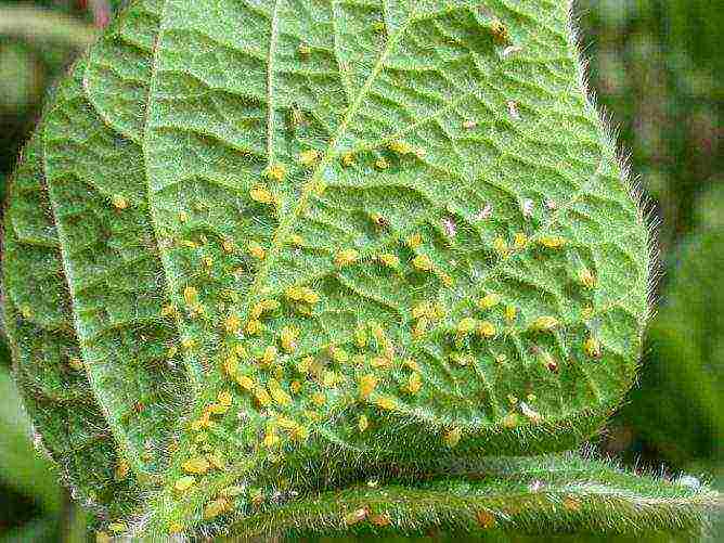 is it possible to grow cucumbers in a polycarbonate greenhouse