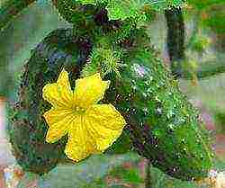 is it possible to grow cucumbers in a polycarbonate greenhouse