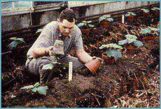 is it possible to grow cucumbers in a polycarbonate greenhouse