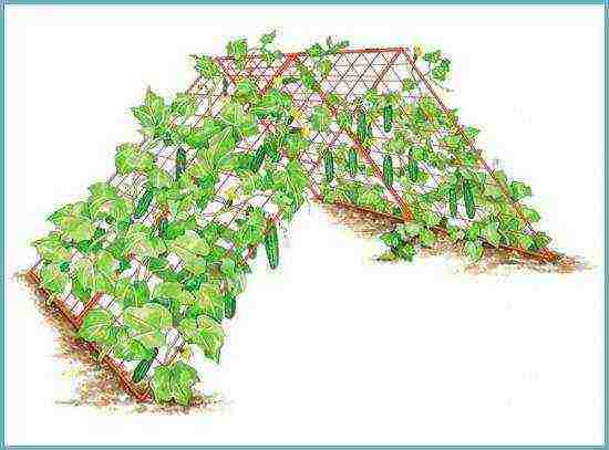 is it possible to grow cucumbers in a polycarbonate greenhouse