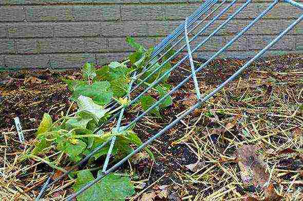 is it possible to grow cucumbers in a polycarbonate greenhouse