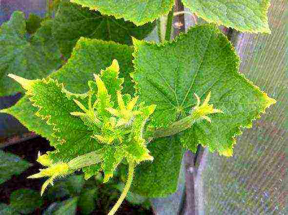 is it possible to grow cucumbers in a polycarbonate greenhouse