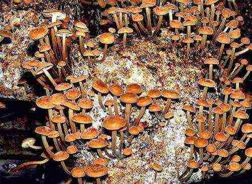 is it possible to grow mushrooms at home