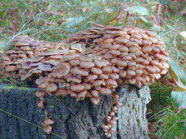 is it possible to grow mushrooms at home