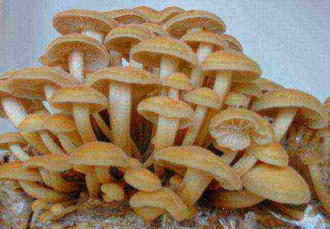 is it possible to grow mushrooms at home