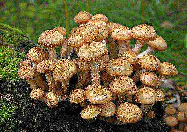 is it possible to grow mushrooms at home