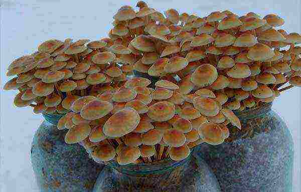 is it possible to grow mushrooms at home