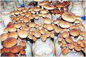 is it possible to grow mushrooms at home