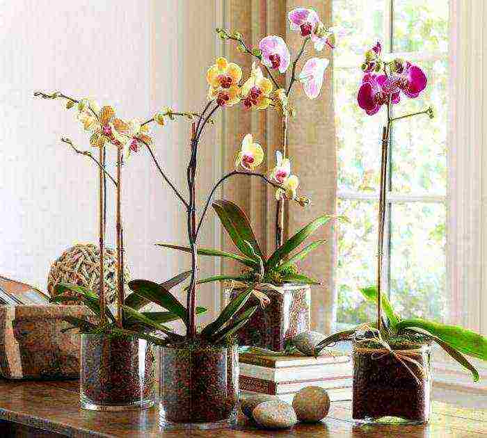 is it possible to grow orchids at home omens and superstitions