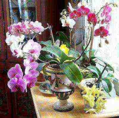 is it possible to grow an orchid at home omens and superstitions