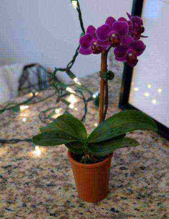 is it possible to grow an orchid at home omens and superstitions