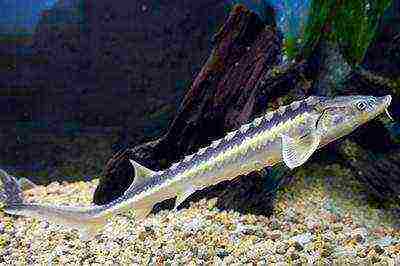 is it possible to grow sturgeon at home